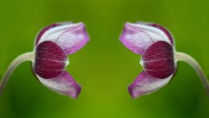 two flowers facing each other