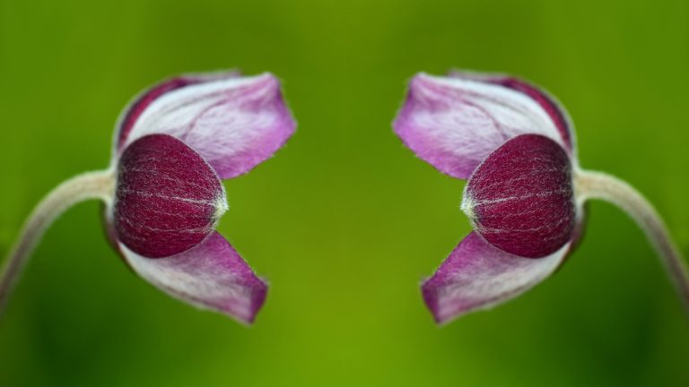 two flowers facing each other